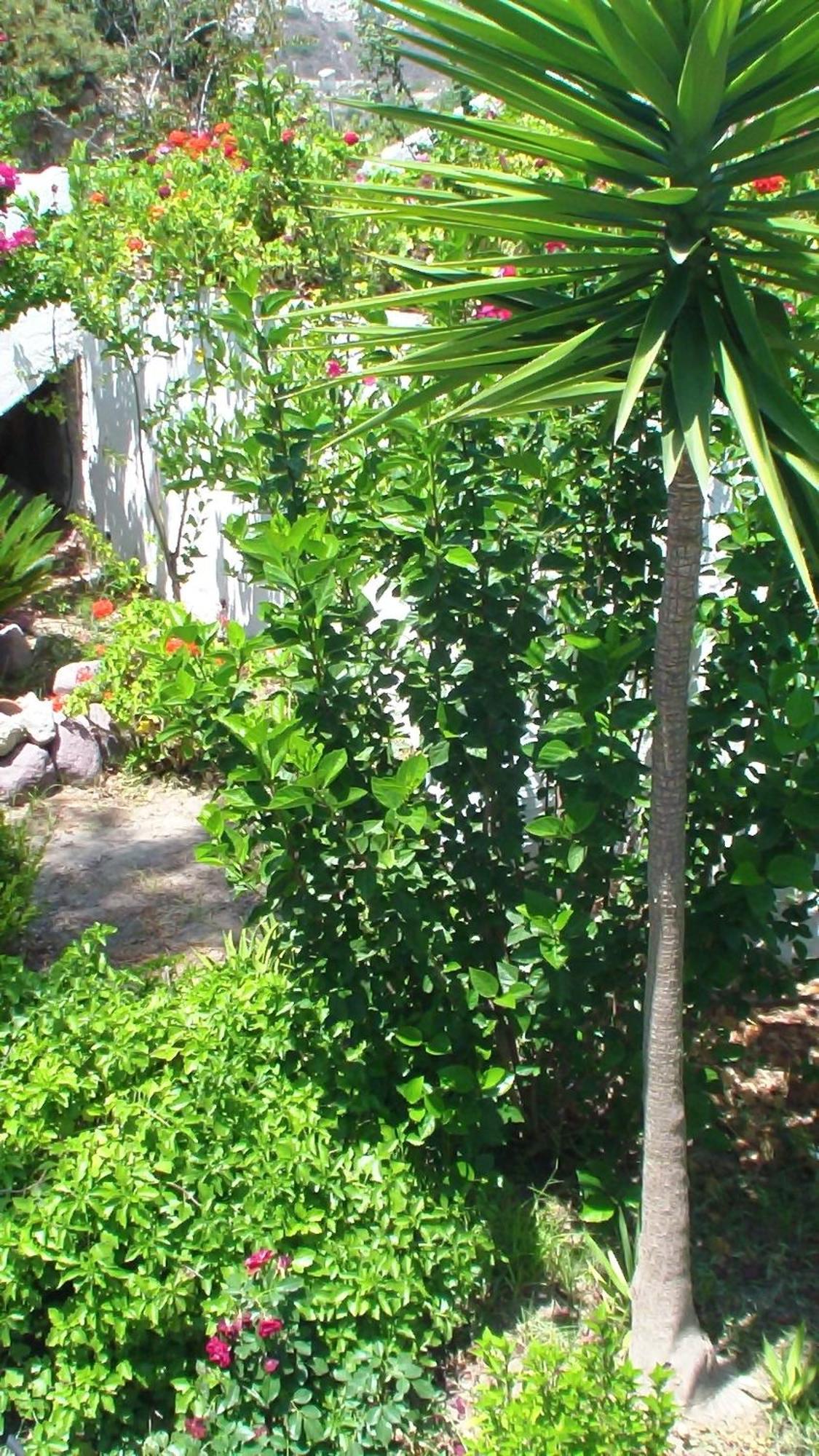 Creta Vassakis Studios Kefalos  Exterior photo